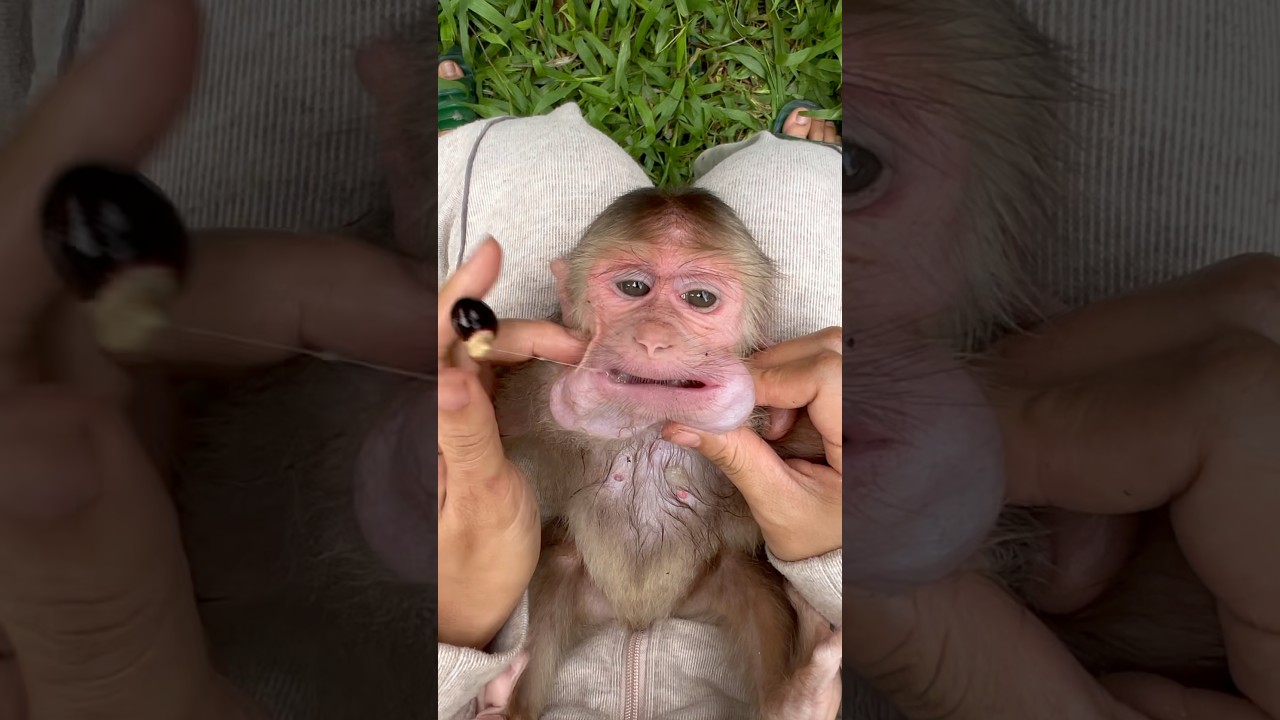The mother picked out a few spoiled seeds and peeled the remaining ones to feed the monkeys.🐒🥑
