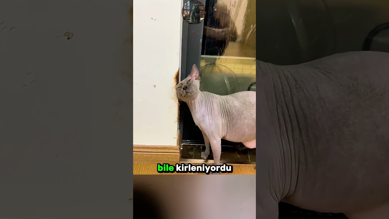 Sevimli Tüysüz KEDİLERİN Banyo Keyfi! 🐈 😊 🛋️