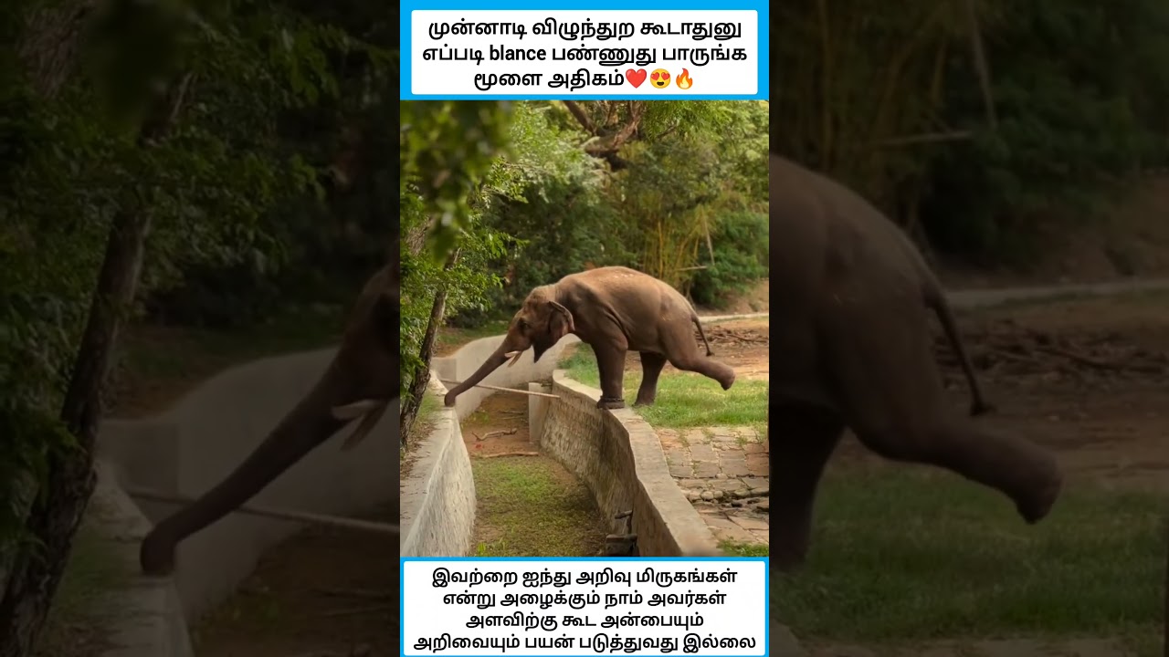 முன்னாடி விழுந்துற கூடாதுனு எப்படி blance பண்ணுது பாருங்க மூளை அதிகம் #shorts