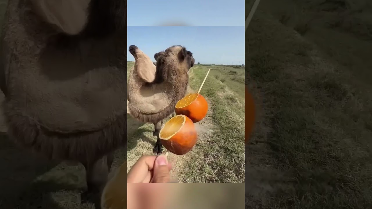 **الجمل الذي التهم الصبّار والبرتقال وكأنه لا يُقهر! 🐪🍊🌵**
