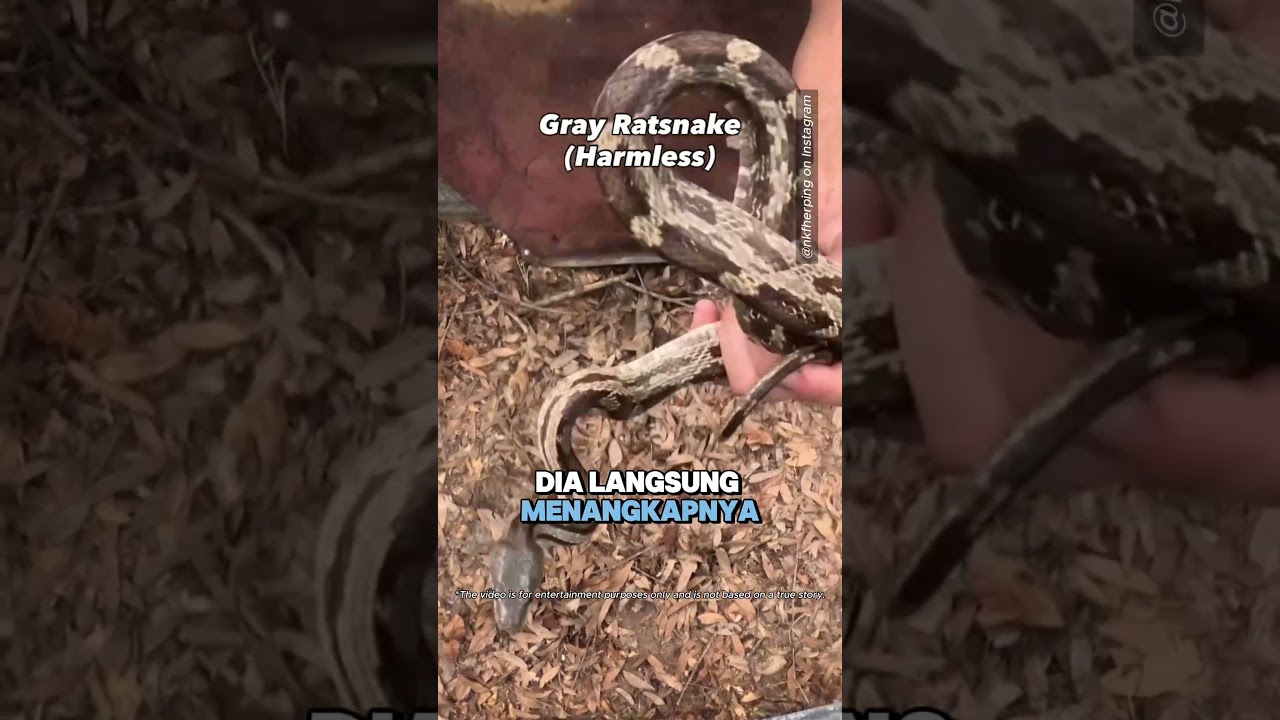 Pria ini Suka Mengoleksi Ular 😮 #shorts (@nkfherping)