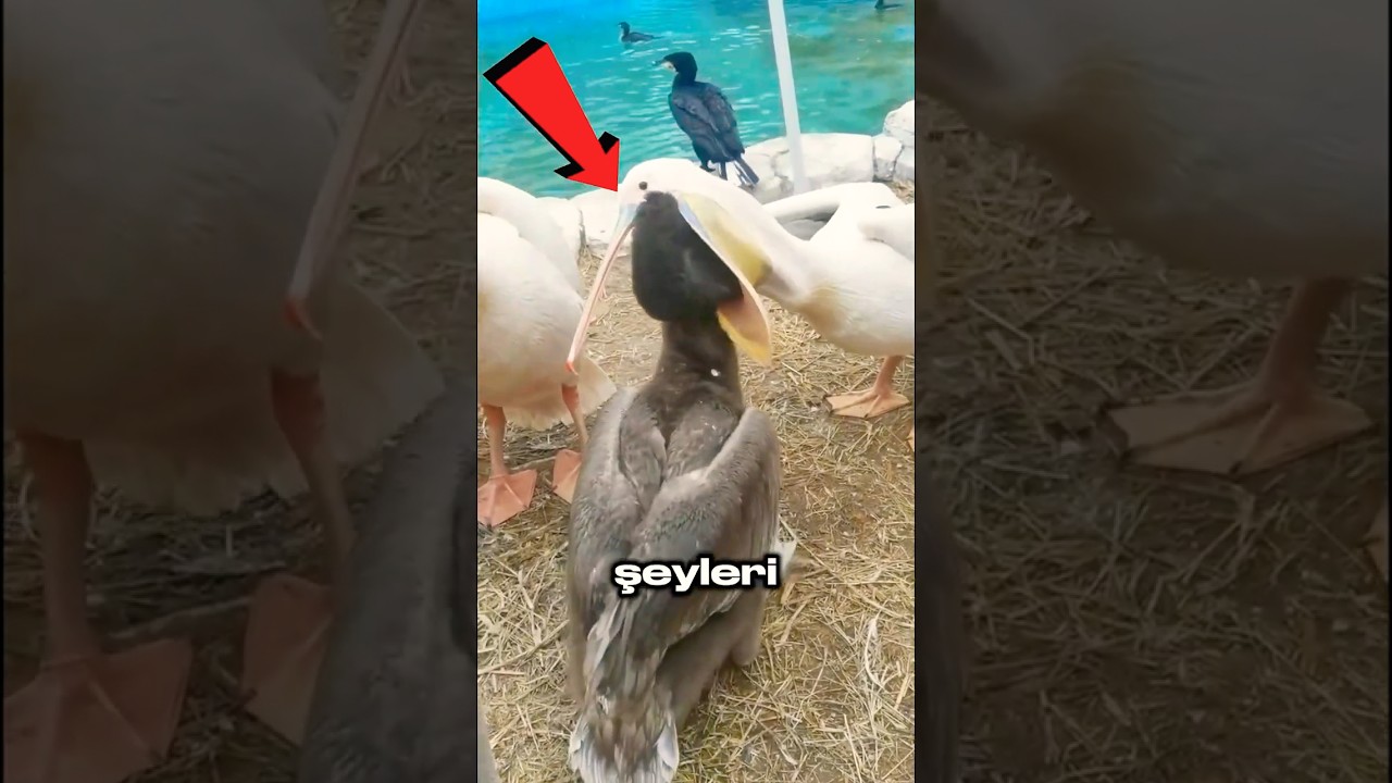 Ağzına Sığanı Yutuyor 🦩😳