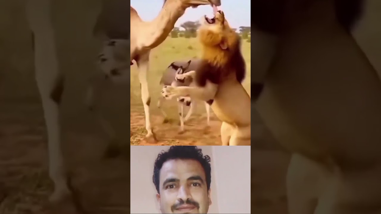 حين يغيب الأمان، تظهر الرحمة…ناقةٌ شجاعة تنقذ حمارًا من بين أنياب أسد #ترند #animals #اشتراك #cat