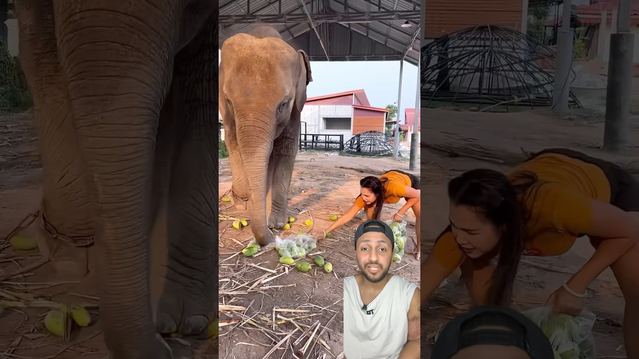 البنت و المانجا والفيل..😱 #shorts