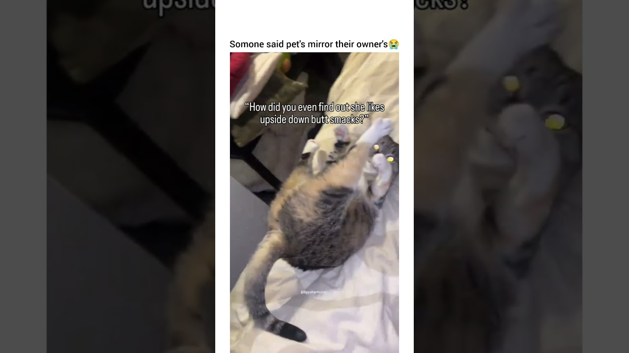 The most danger0U$ thing is that tail 🤣 #cat #cattyrobo #catshorts #funny #movelycat
