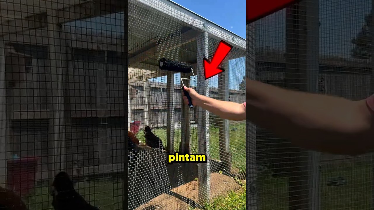 As pessoas pintam os galinheiros de PRETO! #curioso #incrivel #interessante