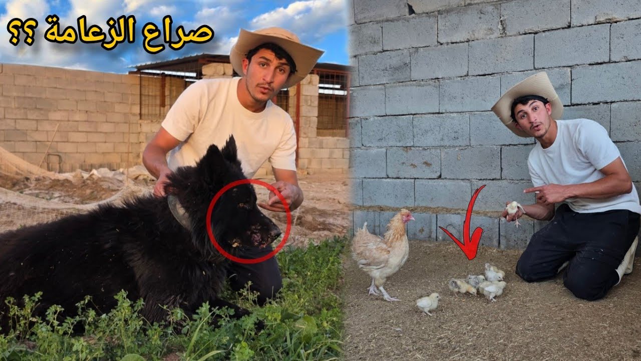 ​وأخيراً بلش إنتاج المزرعة 🐔 صراع شرس بين الكلاب من أجل الزعامة!! 🔥