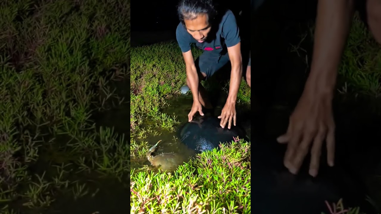 Night crab hunting went totally wild! Look at those claws! 🤯🔥#fishing #fish #shorts