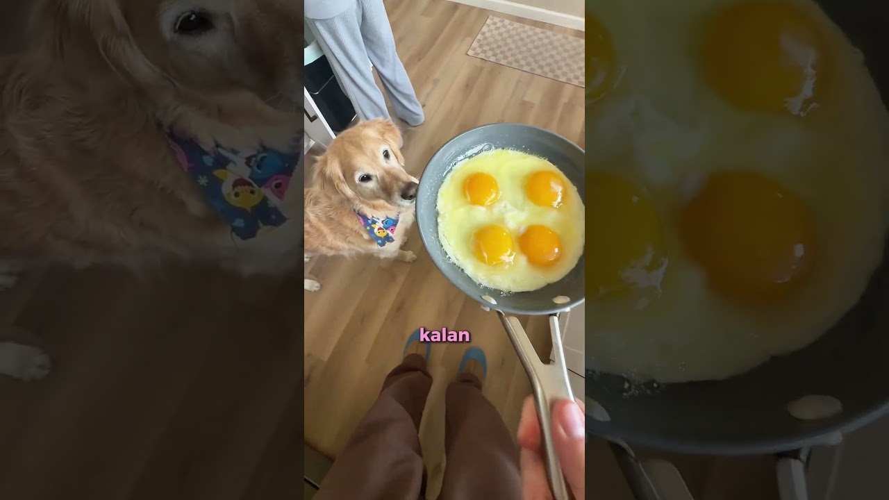Köpeği Dikkatli Şekilde Tava Gösterisini İzledi 😎