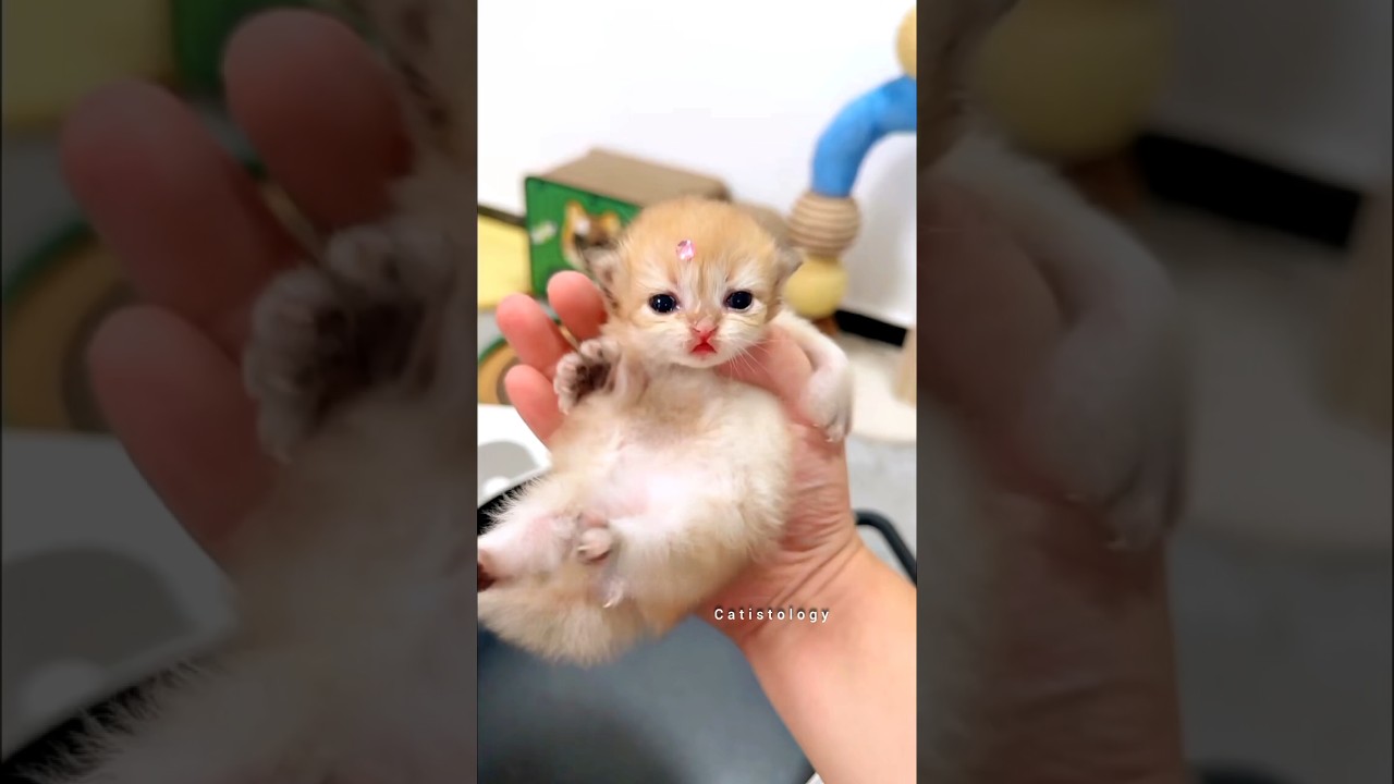 Tiny paw prints lead to the cutest culprit 💅🐾 #cat #kitten #cute