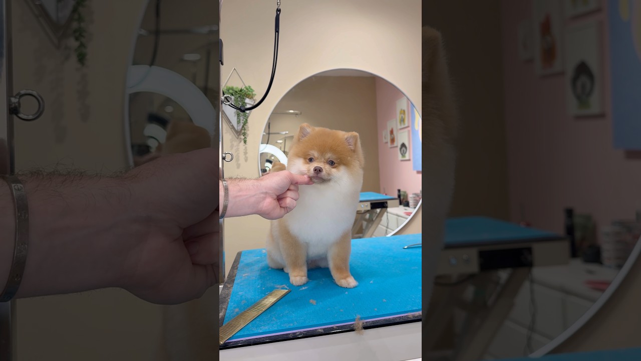 A very EXCITED Pomeranian #dogs #doggrooming - Published by dogsbylogan