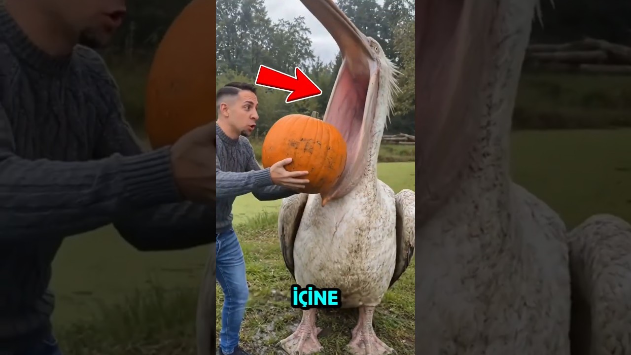 Pelikannın devasa gagası 🦆🤯 #shorts