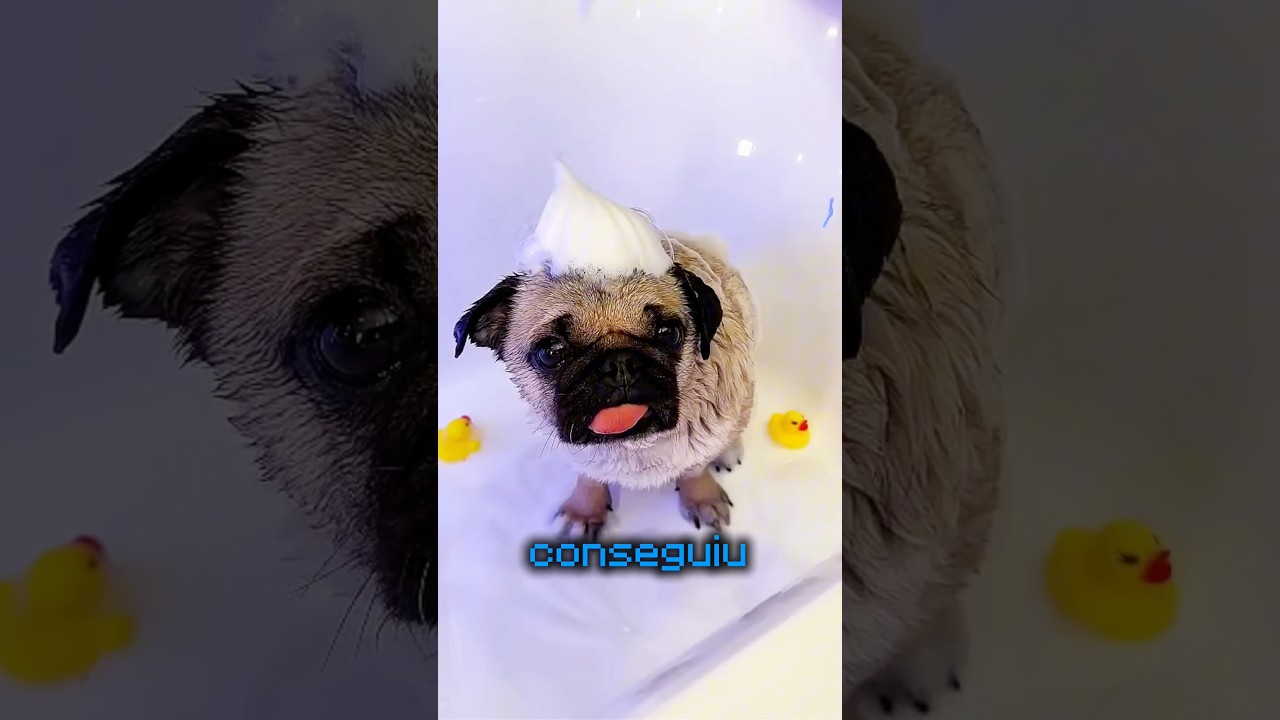 Ele SÓ queria TOMAR banho! #curiosidades #incrível #cachorro