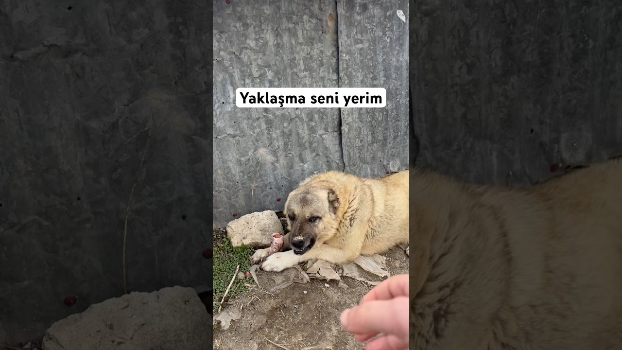 Eli kaptırıyorduk az kalsın #dog #keşfet #kangal