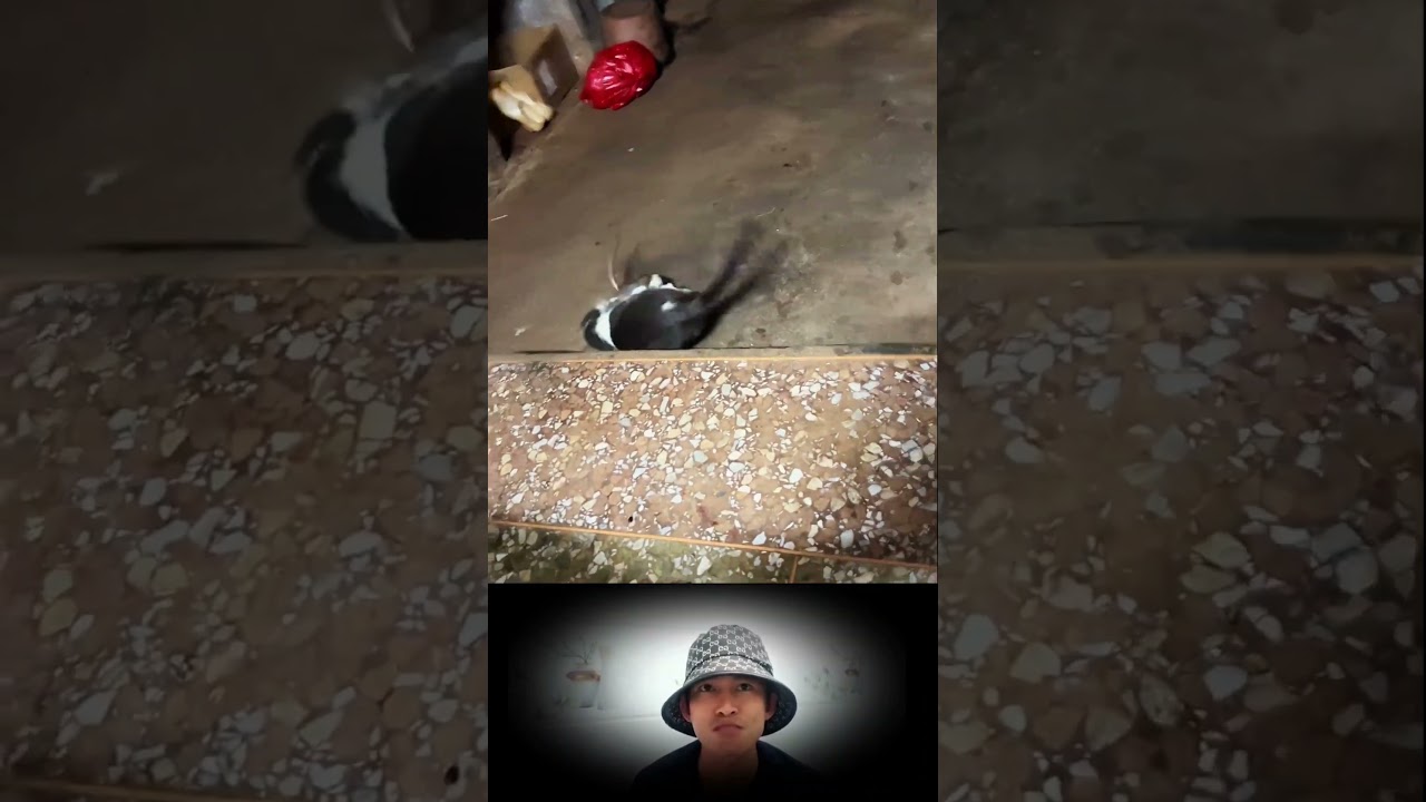 cat and mouse videos #cat #mouse #animals #short #shortvideo