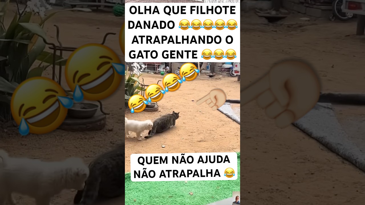 OLHA ESSE FILHOTE ATRAPALHANDO O GATO A CAÇAR