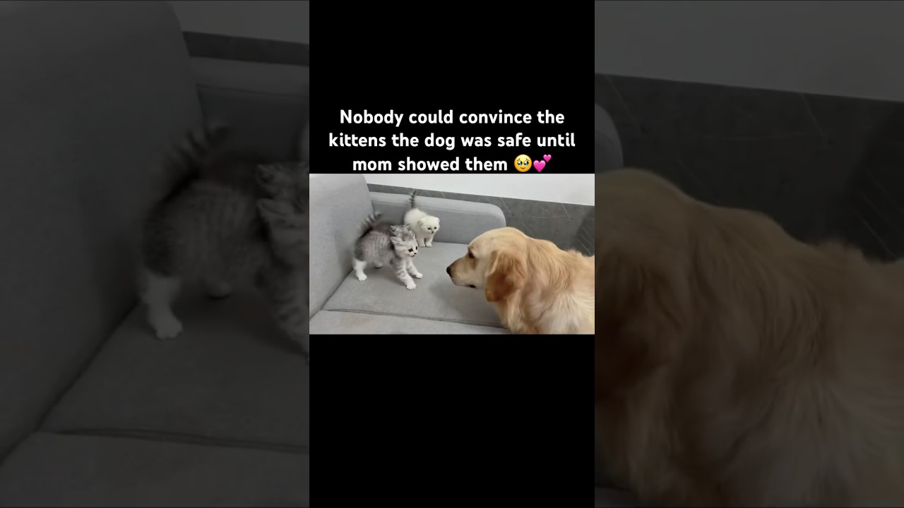The Kittens Hissed at Him… Then Mom Cat Showed Up 🥹❤️