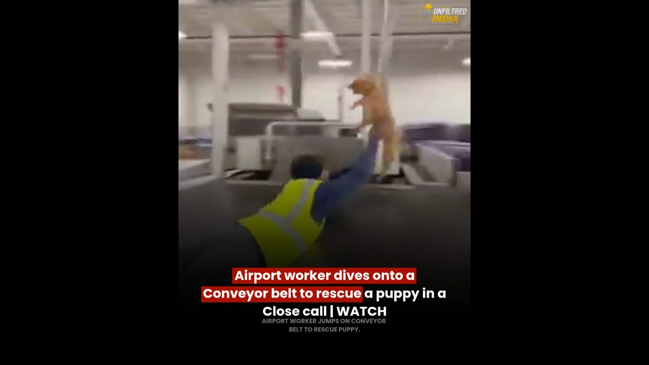 Airport worker dives onto aConveyor belt to rescue a puppy in a Close call
