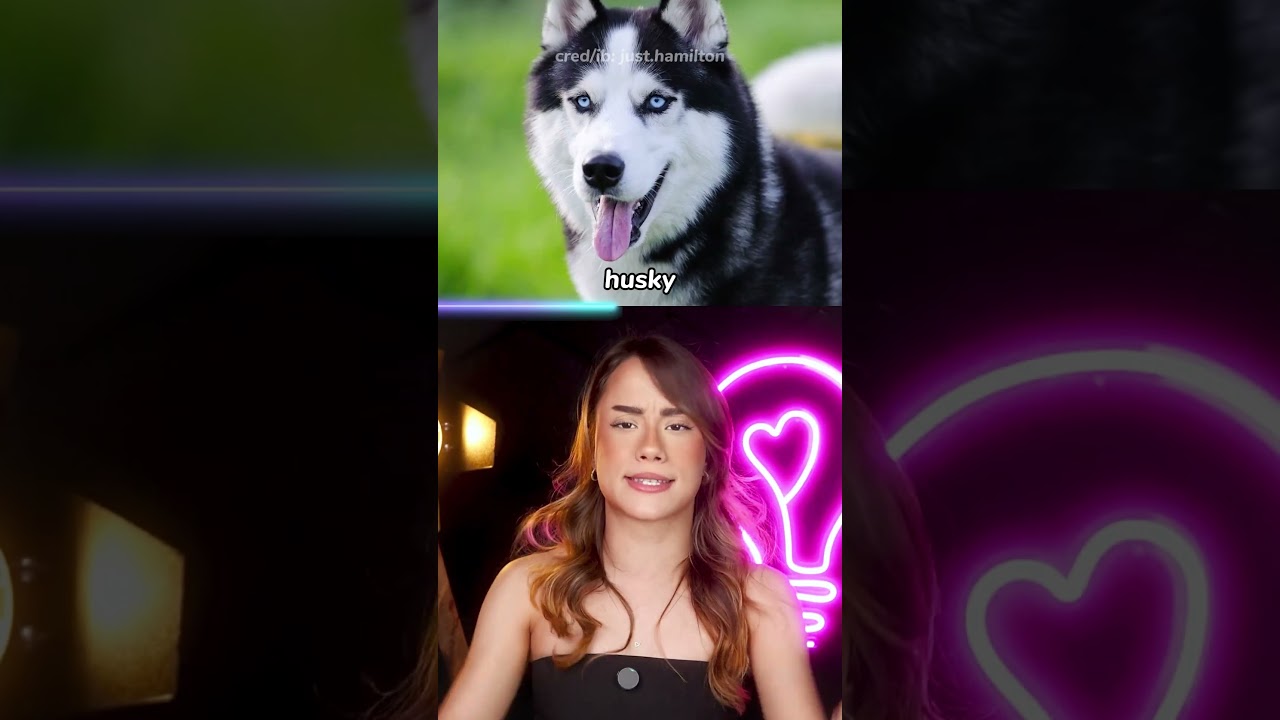 os cachorros NAO FAZEM SENTIDO
