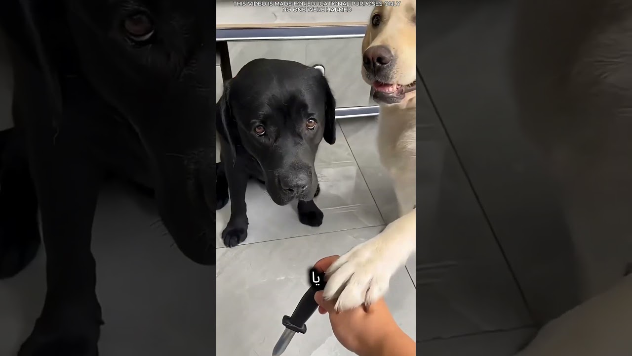 مغامرات تومي وكالو المضحكة 🐶🪄