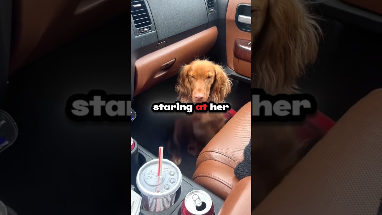 Service Dog Smells Danger From 200 Feet Away!