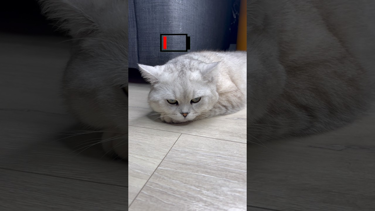 Share your energy with Mani🪫 Subscribe to support😺❤️#cats #cat #americe #funny