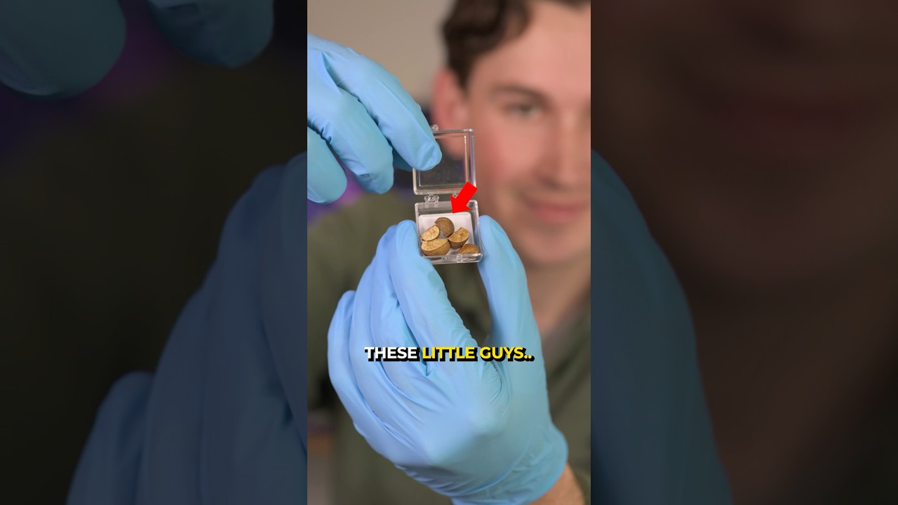 I Tested What Makes Jumping Beans Move 😳 - Published by Sean Andrew