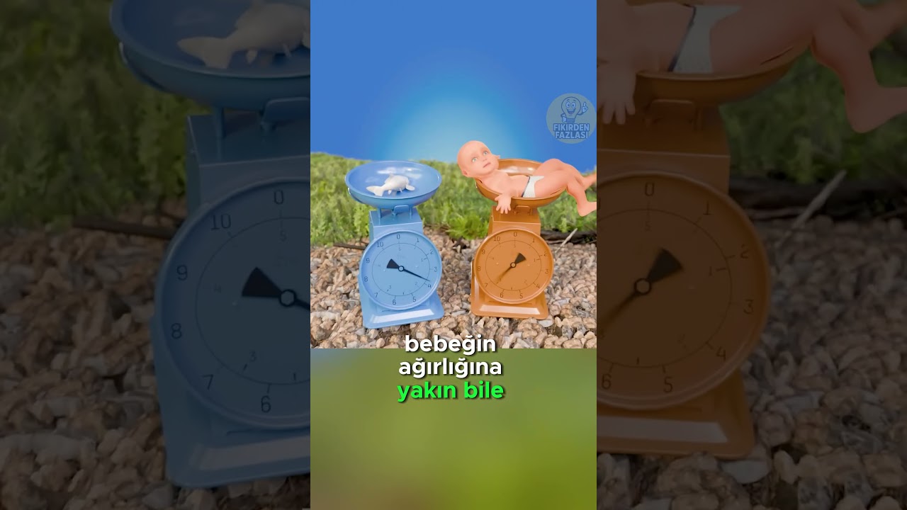 Leylek Masalı Gerçek mi? 🤔👶😅🚫