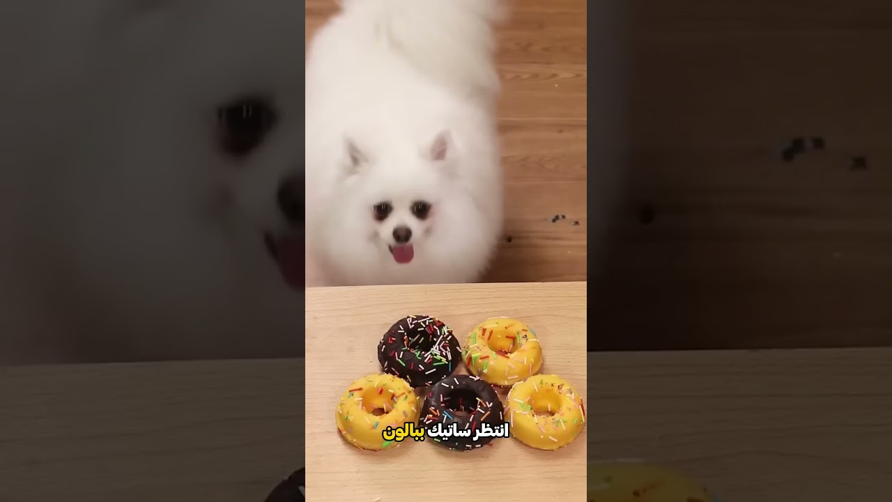 عندما ارتدى تشينتو بالون بطة! 😱🦆🎈