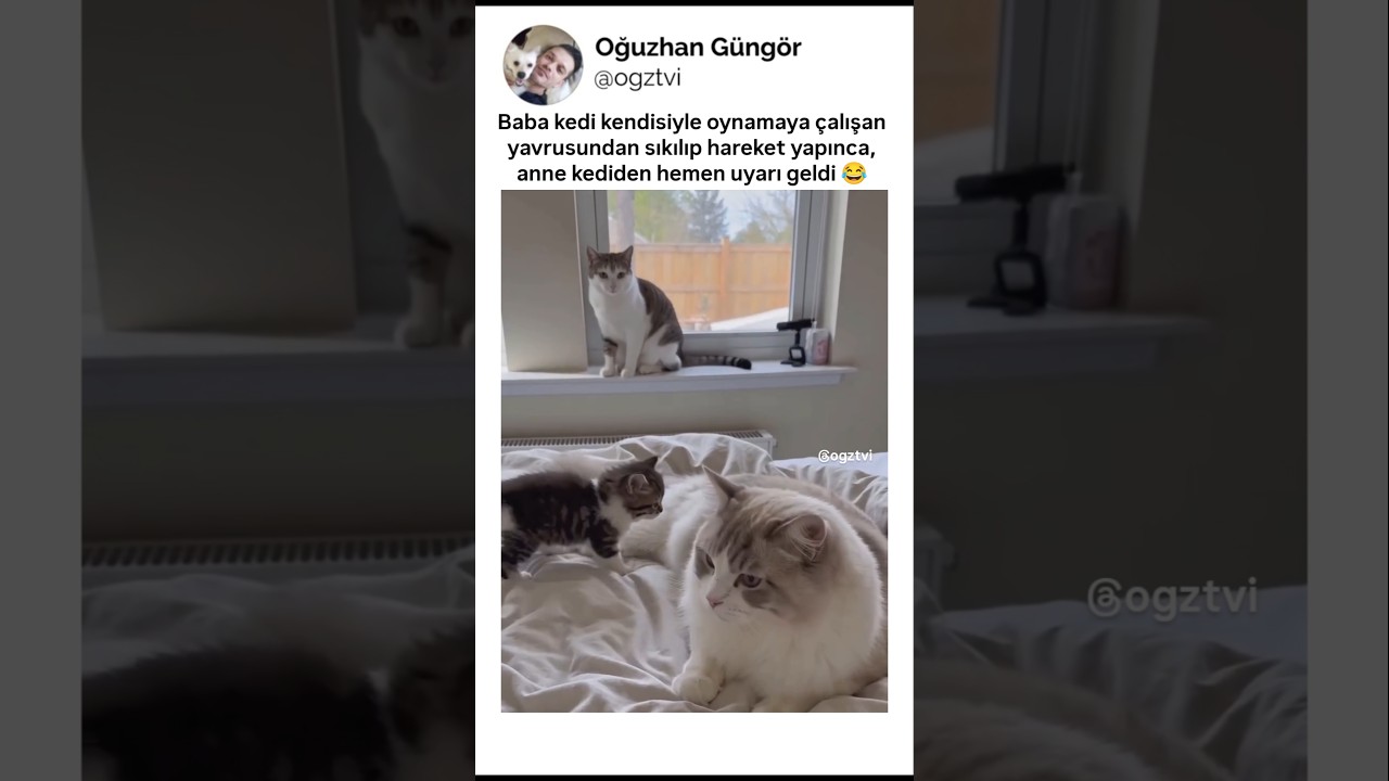 Babayı kibarca uyaran anne kedi