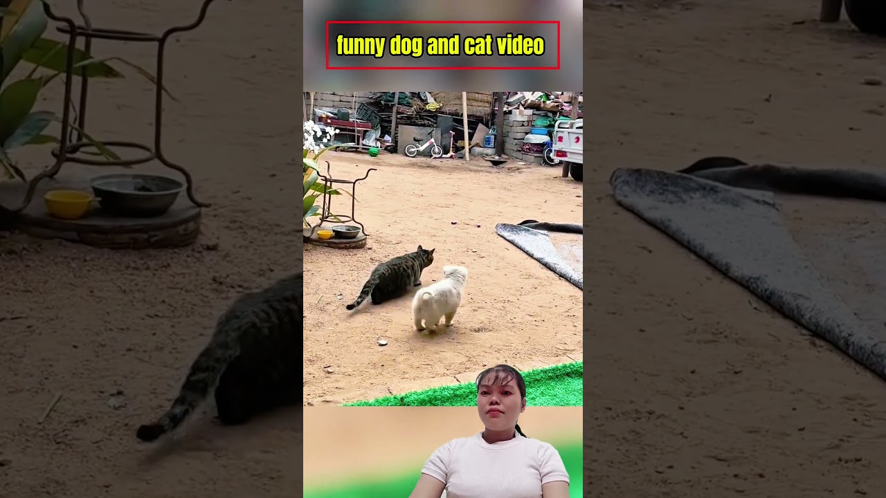 Funny dogs and cats  #shortvideo  #funny #dog #cat #pets  #anmals