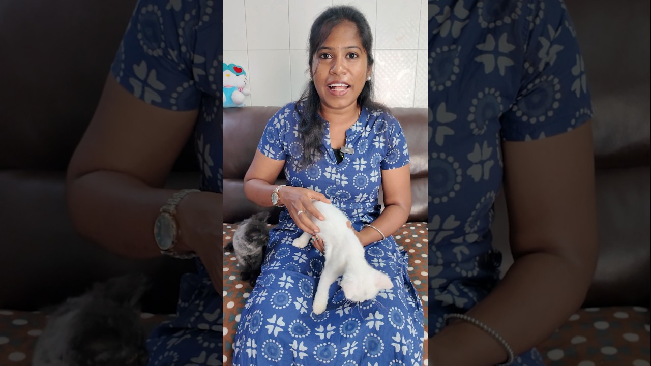 Luna & Lucy-க்கு இன்று 2nd Injection! 💉🐱 | Cute Moments | Mini Vlog #Cats #Vlog #Shorts