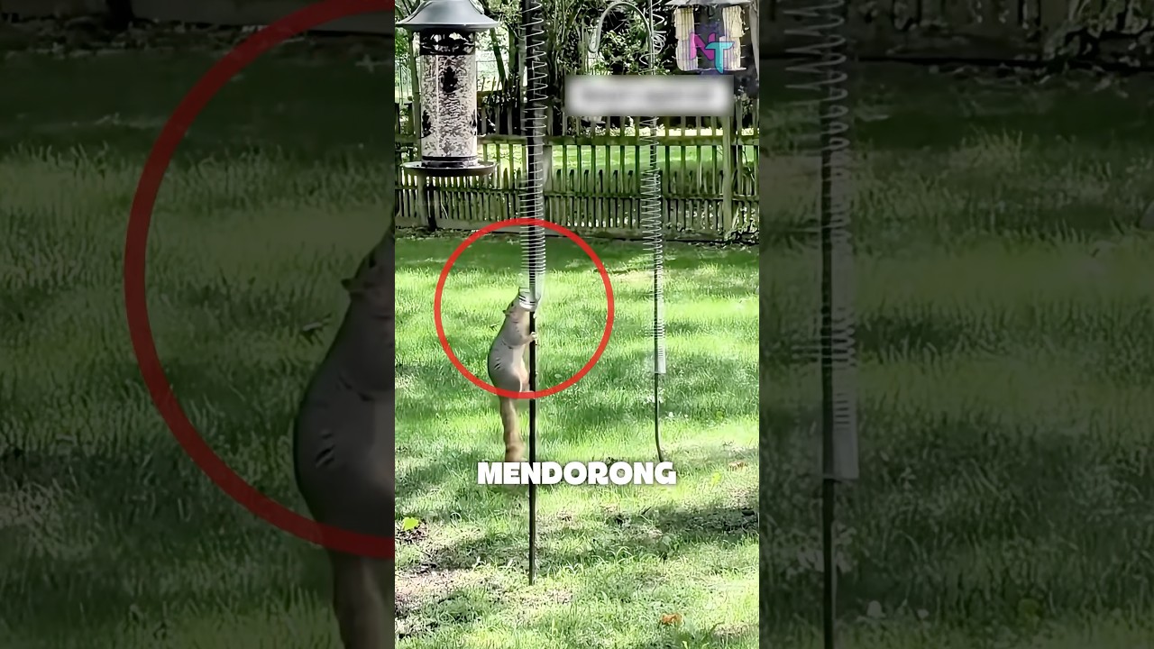 Cara Jenius Mencegah Tupai Mencuri Makanan