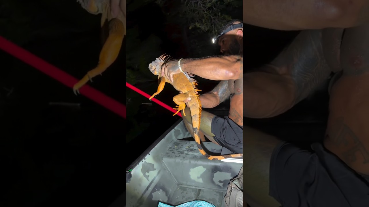 الصياد الذي يرعب الإغوانا بحركة واحدة