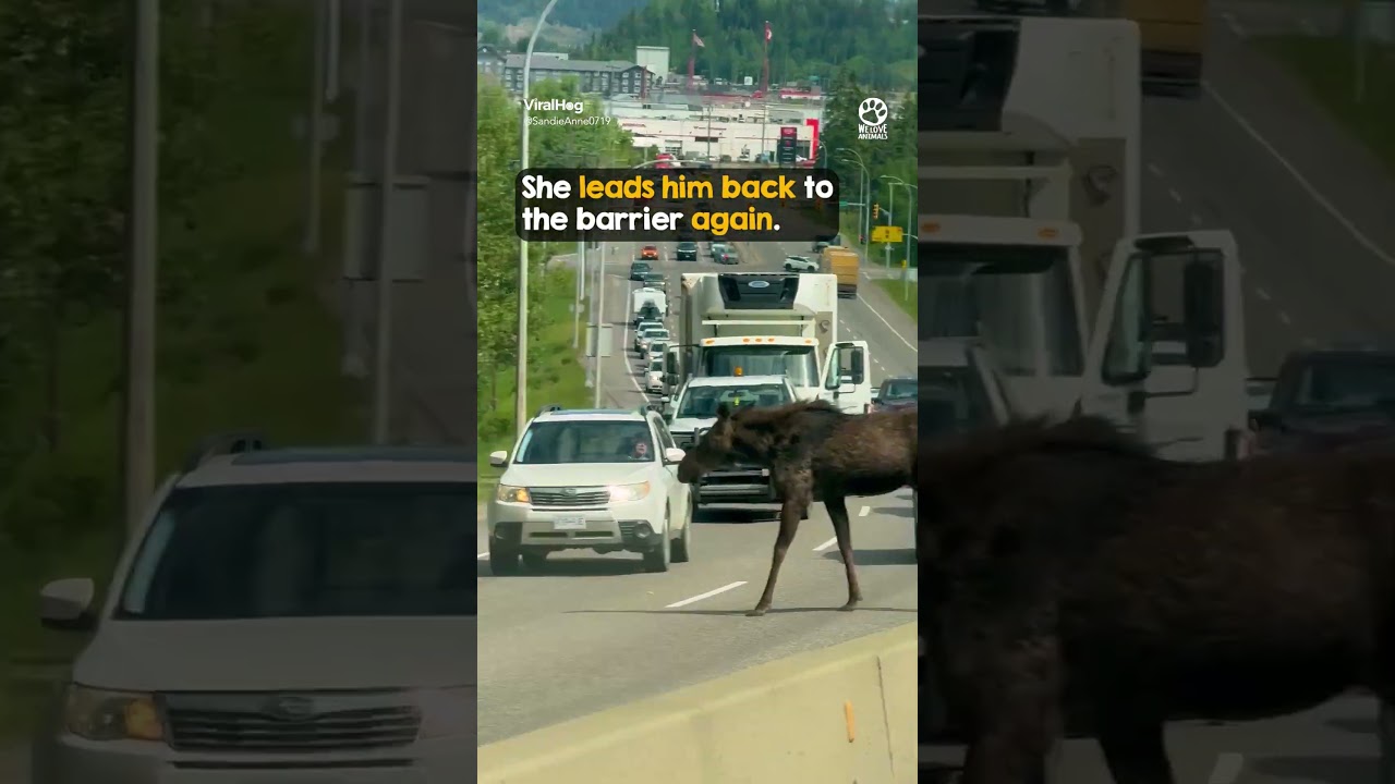 Baby Moose Saved by Kind Stranger 🥺