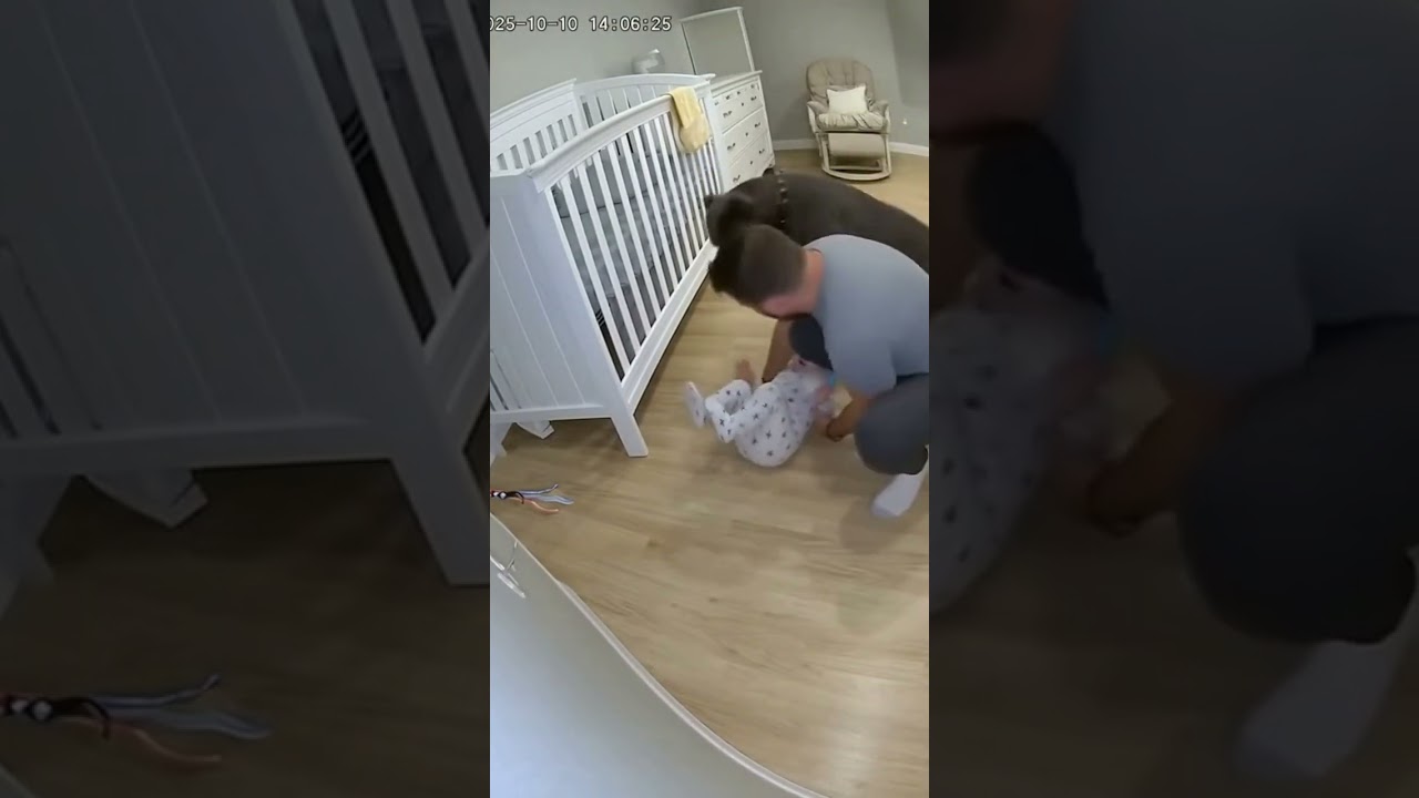 hero dog seved baby