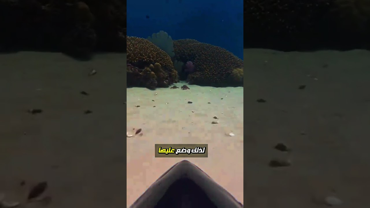 استغرب هدا الشخص في ما فعلته السمكة التونة ؟!🤯🔥