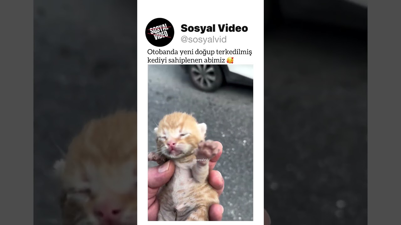 Otobanda yeni doğup terkedilmiş kediyi sahiplenen abimiz 🥰