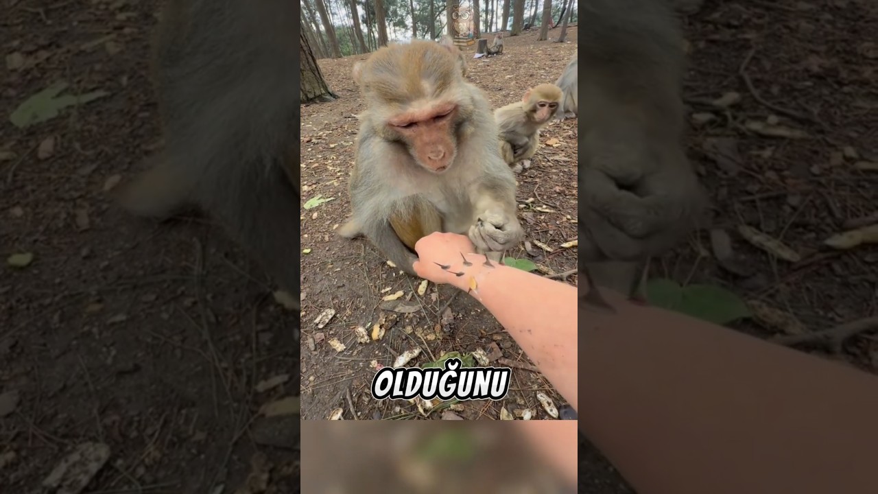 Bu MAYMUN Adamın Yaptığı Şakayı Anladı! 🐒💡✨