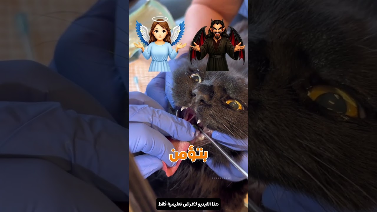 مفاجأة صادمة داخل فم القطة 😱