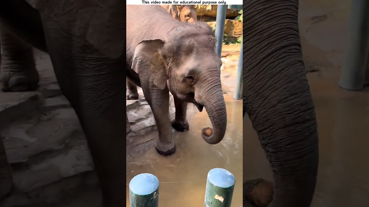 Elephants are very intelligent animals.😳 #shorts