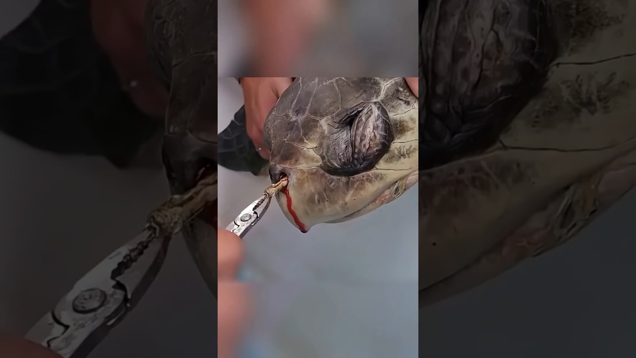 "شفاطة كادت تقتل سلحفاة! 🐢🥤💔"