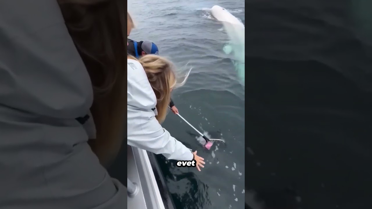 😱 Bu Çocuğun Ayakkabısı Denize Düştü... Peki Balina Ne Yaptı? 🐋