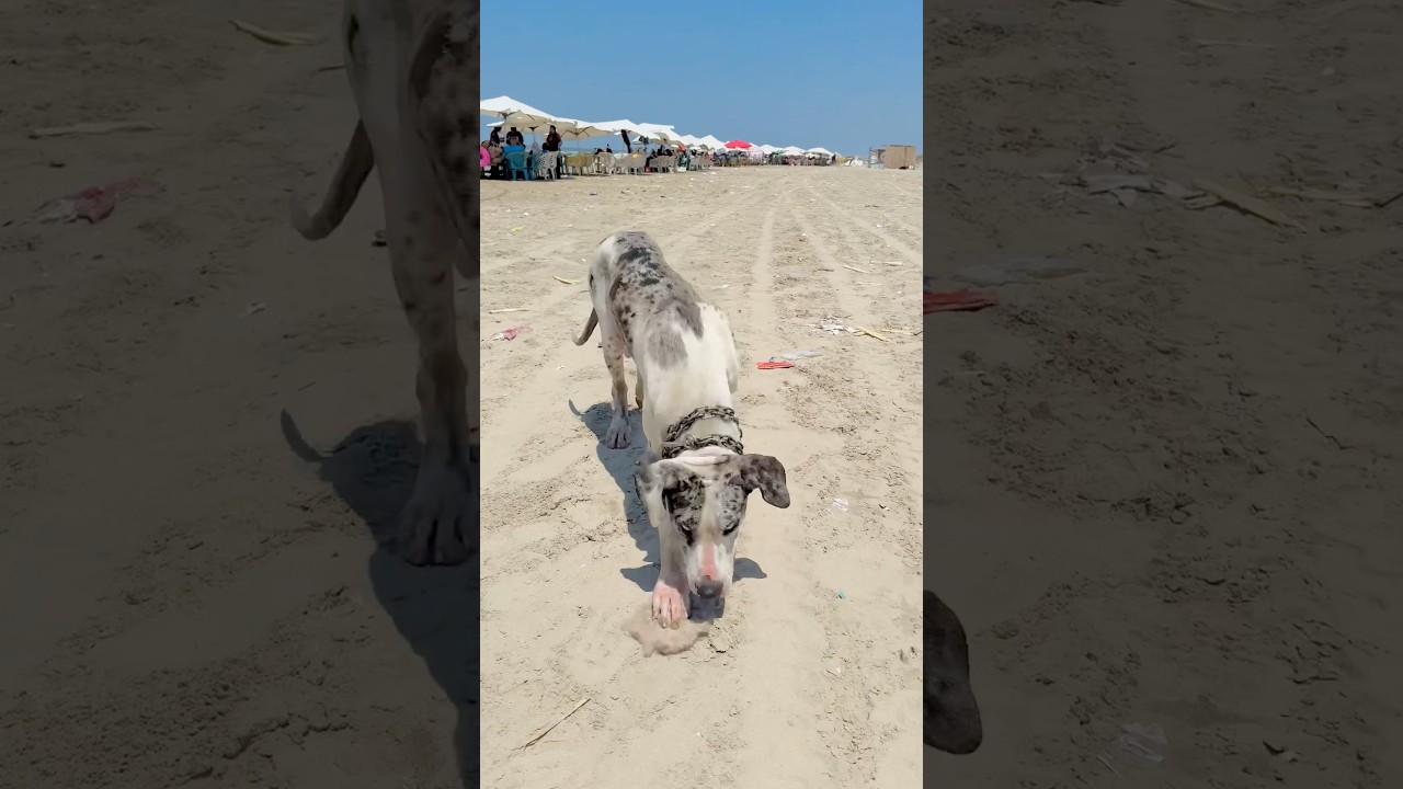 هيبة "الأسد" راحت بسبب كلب! 🤣🐕