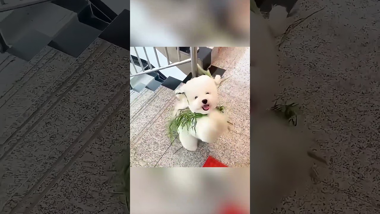 الكلب الذي ظنوه سيئًا... ثم كشف الحقيقة وأنقذ الجميع 😱🐶❤️