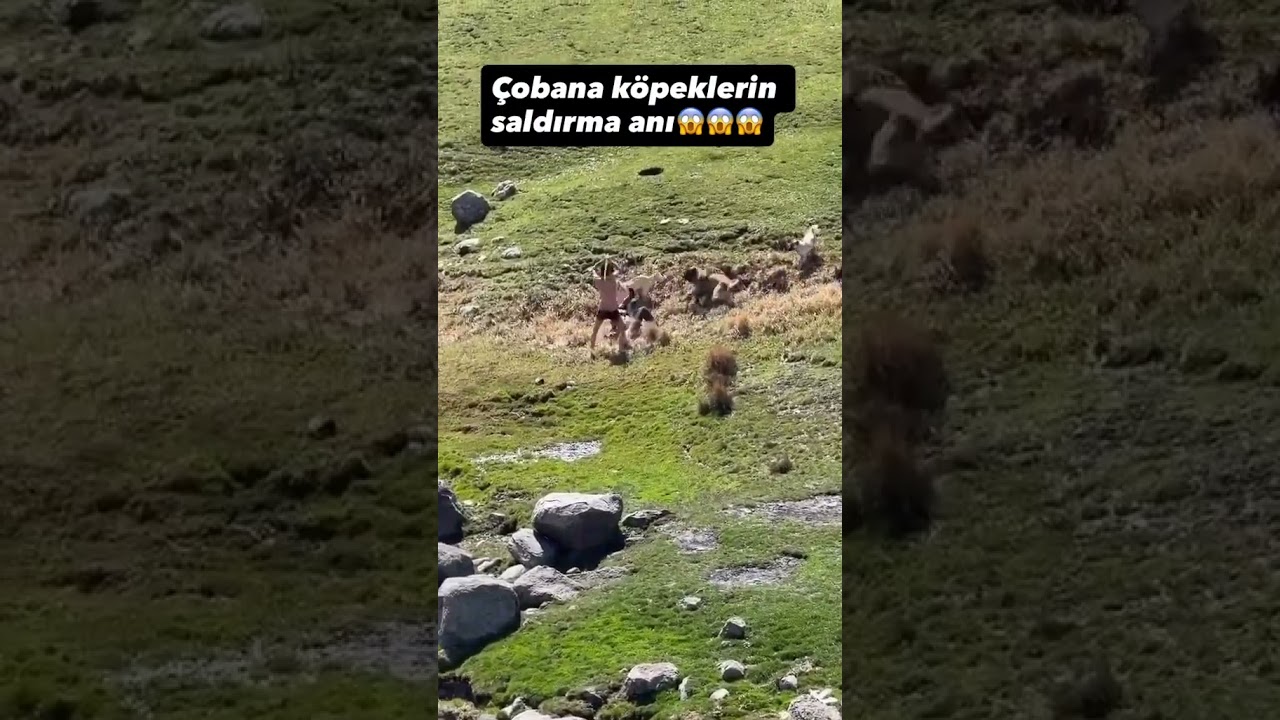 çobana köpeklerin saldırma anı #dog #ismettaşyürek #reels #shorts #iran