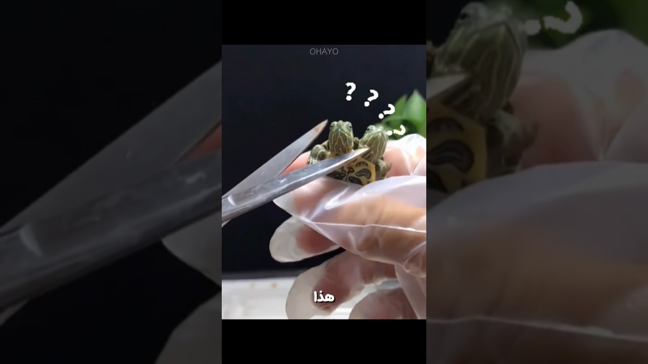 سلحفاة برأسين وجسد واحد! 🐢🤯
