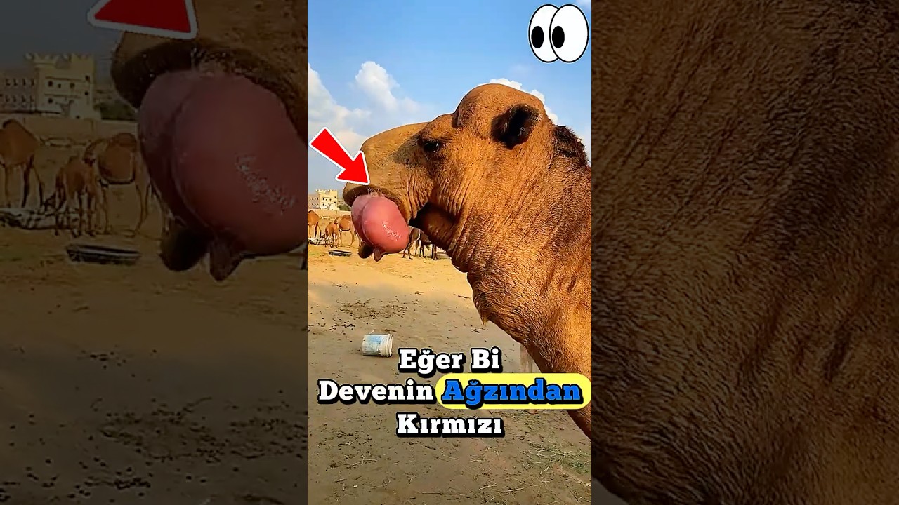 Devenin Ağzından Çıkan Garip Organın Sırrı Ortaya Çıktı!