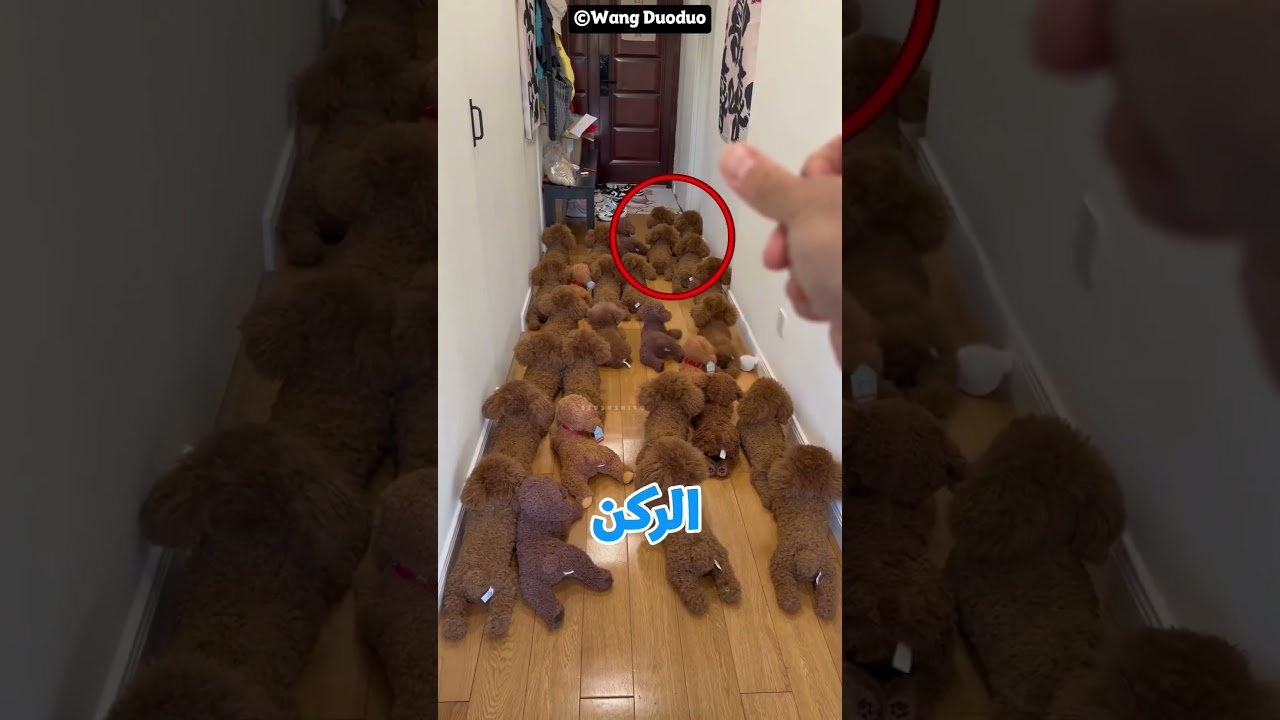 الكلب ده استخبى وسط الألعاب.. تقدر تميزه؟ 🐶😱
