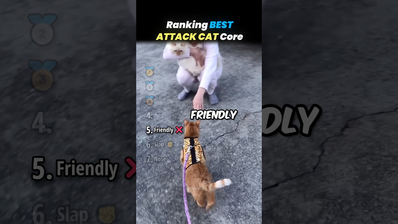 Ranking BEST CAT ATTACK Core Moments!! 🐱🛡️
